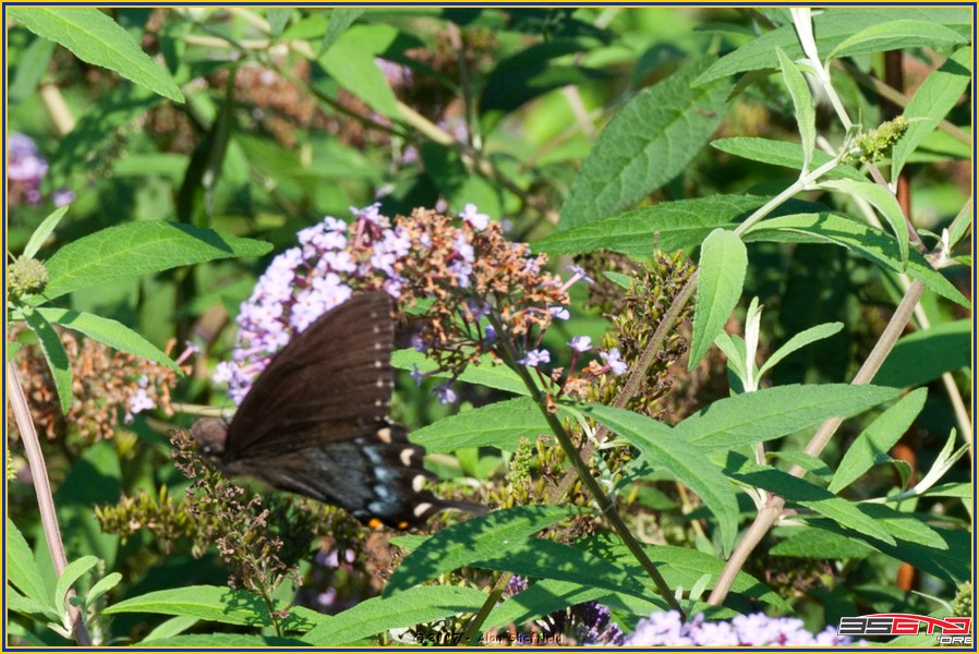 DSC_9443.jpg