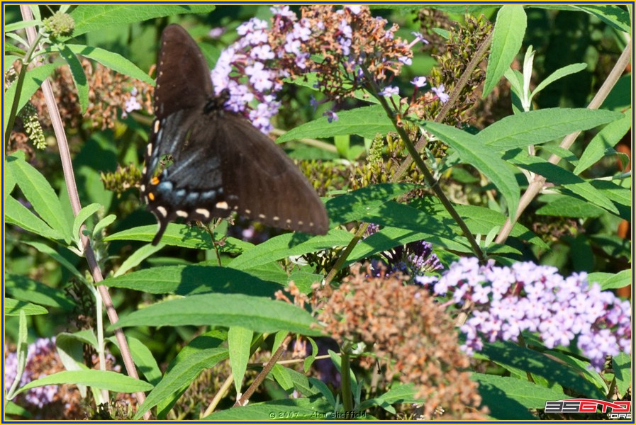 DSC_9444.jpg