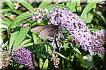 DSC_9440.jpg