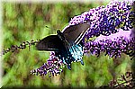 DSC_9441.jpg