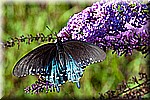 DSC_9442.jpg