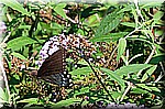 DSC_9443.jpg