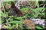 DSC_9444.jpg